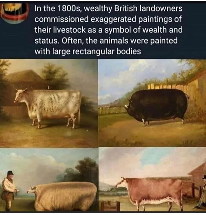 “Look How Rectangular My Cow Is”