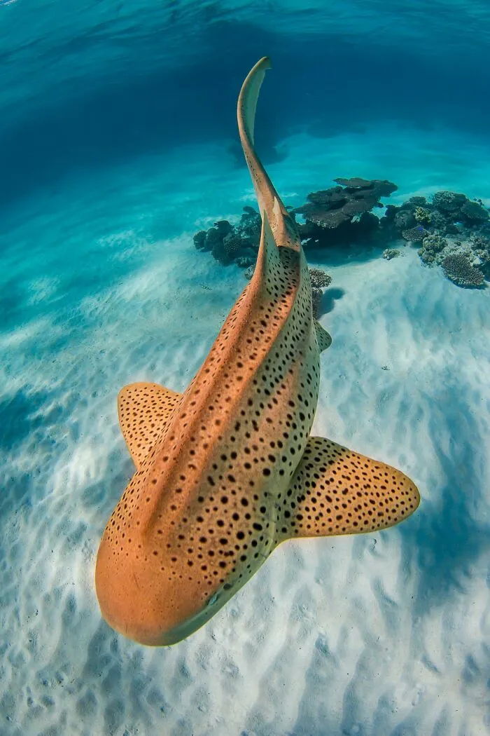 Leopard Shark In Exmouth, Western Australia