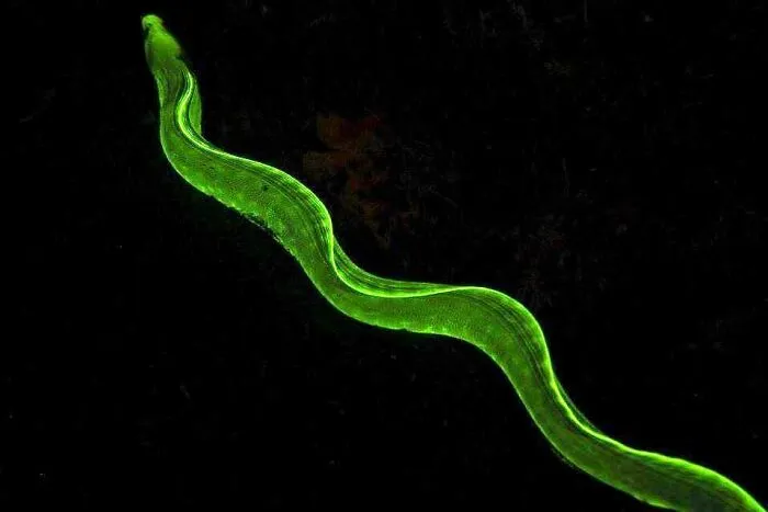 I Had Forgotten Moray Eels Were UV Reactive When I Took This