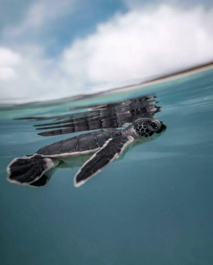 One Of My Favourite Photos I've Taken Of A Turtle!
