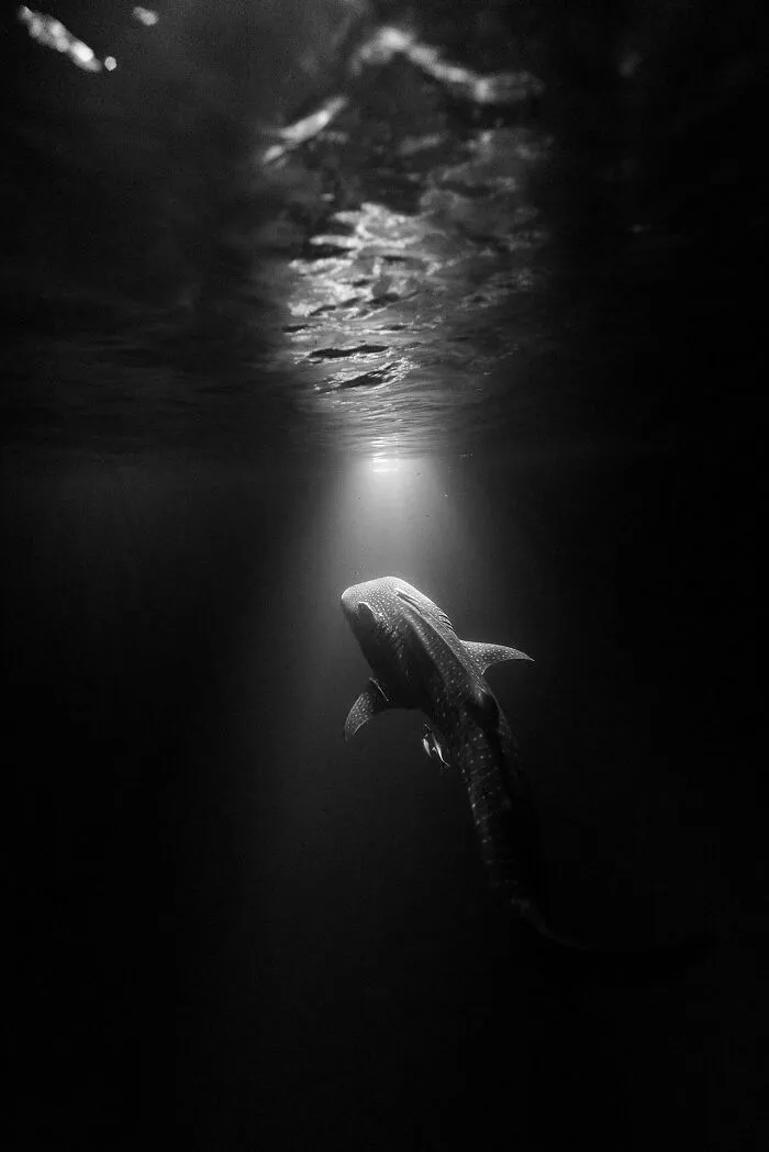 Whale Shark Behind Our Liveaboard