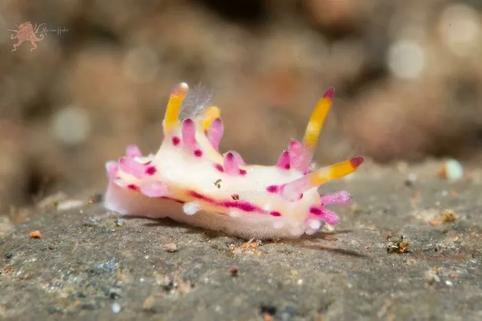 Nudibranquio de la especie Aegires Villosus