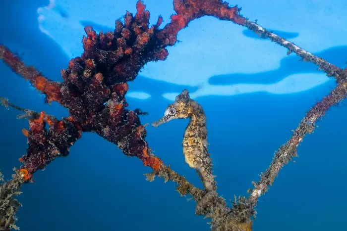 30 Fotos increíbles tomadas bajo el agua