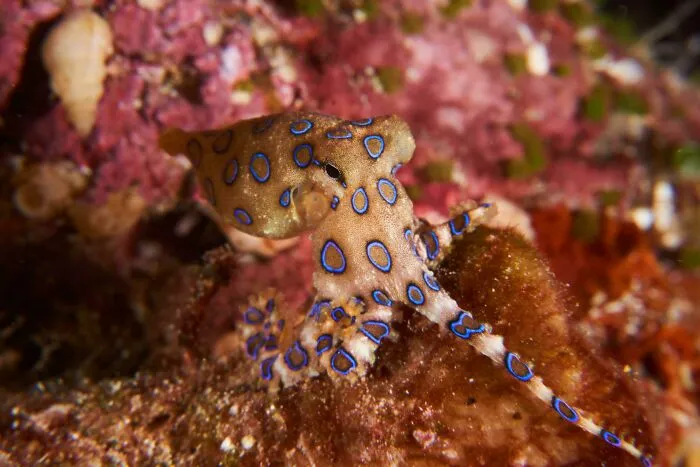 Pulpo de anillos azules en Raja Ampat