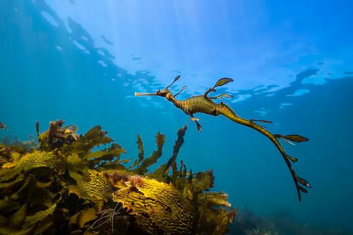 Common (Weedy) Sea Dragon Is Chosen By The Gods