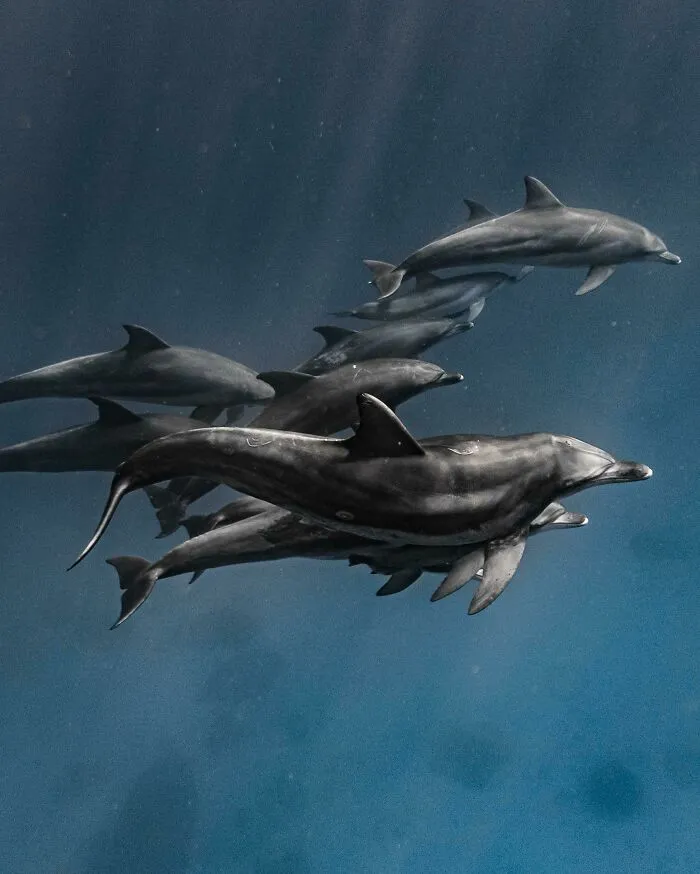 A Pod Of Bottlenose Dolphins