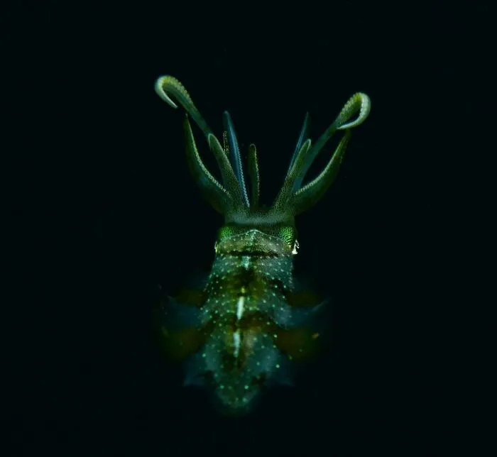 Calamar verde reluciente