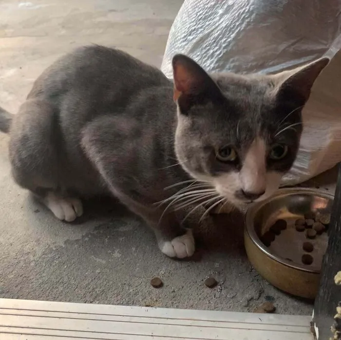 Los vecinos se mudan y se llevan el collar de su gato, pero no al gato