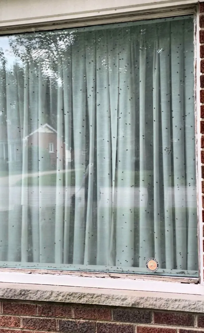 What're The Chances My Neighbors' House Has A Corpse?
