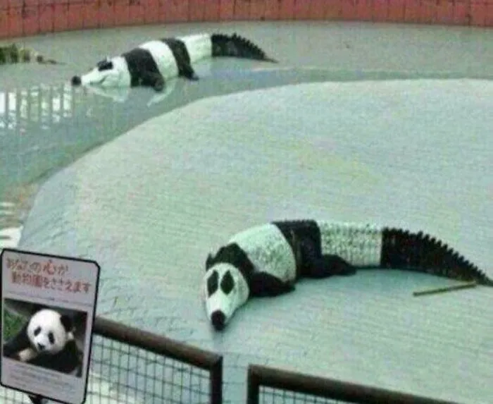 Pandile , Rare Pet , Eats Anything Made Of Bamboo