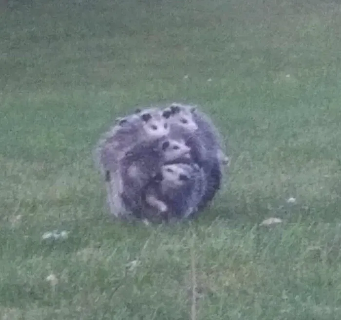 The Possum Orb. Does Random Stuff When Thrown At Another Entity