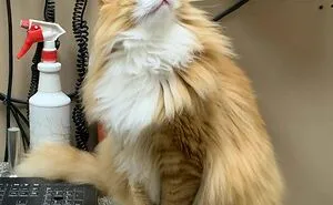 38 Photos Of The Fluffy And Majestic Side Of Norwegian Forest Cats