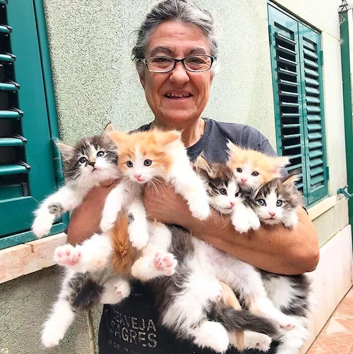 A Handful Of Norwegian Forest Kittens