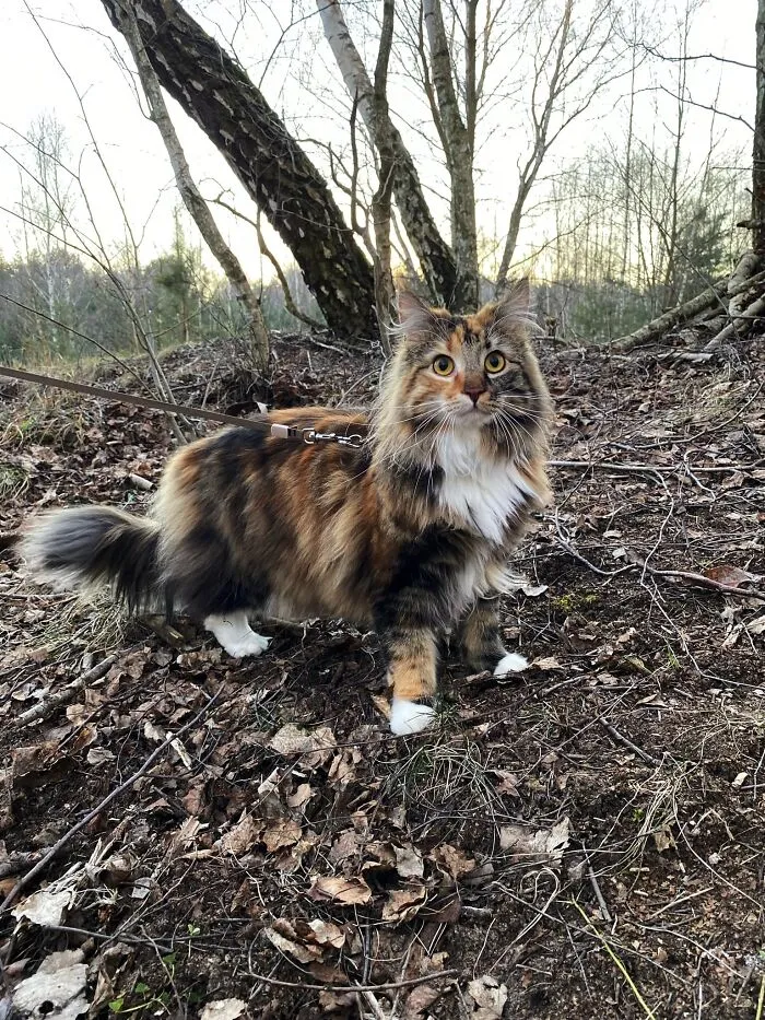Norwegian Forest Prettiness