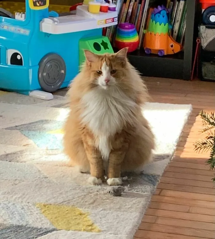 Dylan, un gato bosque de Noruega de 2 años. Rey de la zona de juegos, asesino de ratones de tela