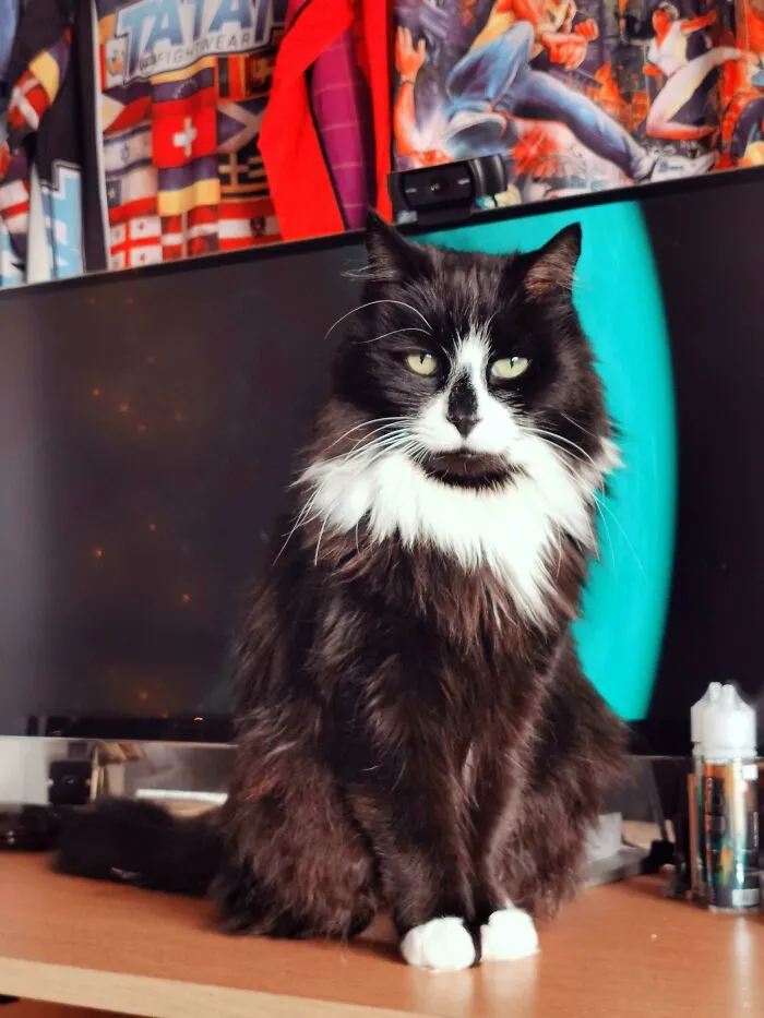 Our Nearly 17 Year Old Norwegian Forest Cat, We Love Him Dearly