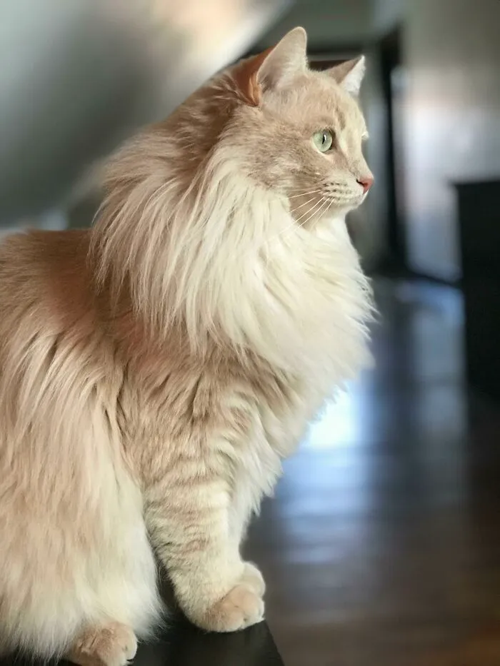My Norwegian Forest Cat Nugget