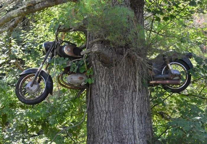 Motorcycle In Pine. Laconia, NH