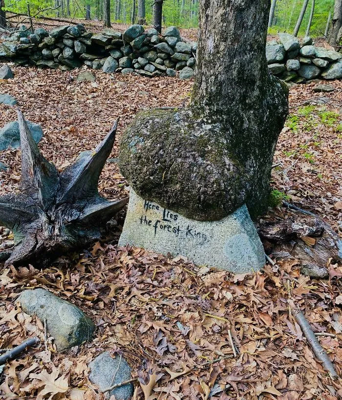 Trees Get Hangry Too