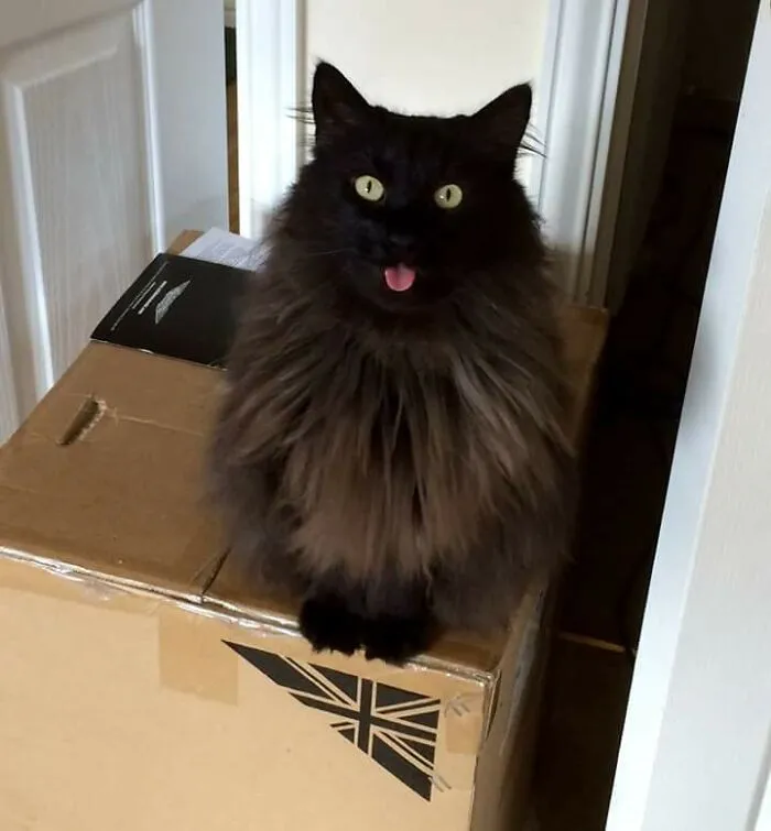 Freya The Cheeky Norwegian Forest Cat