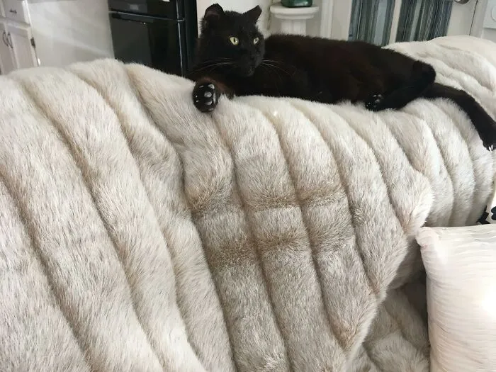 2$ me costó la manta de piel falsa... el gato callejero era gratis