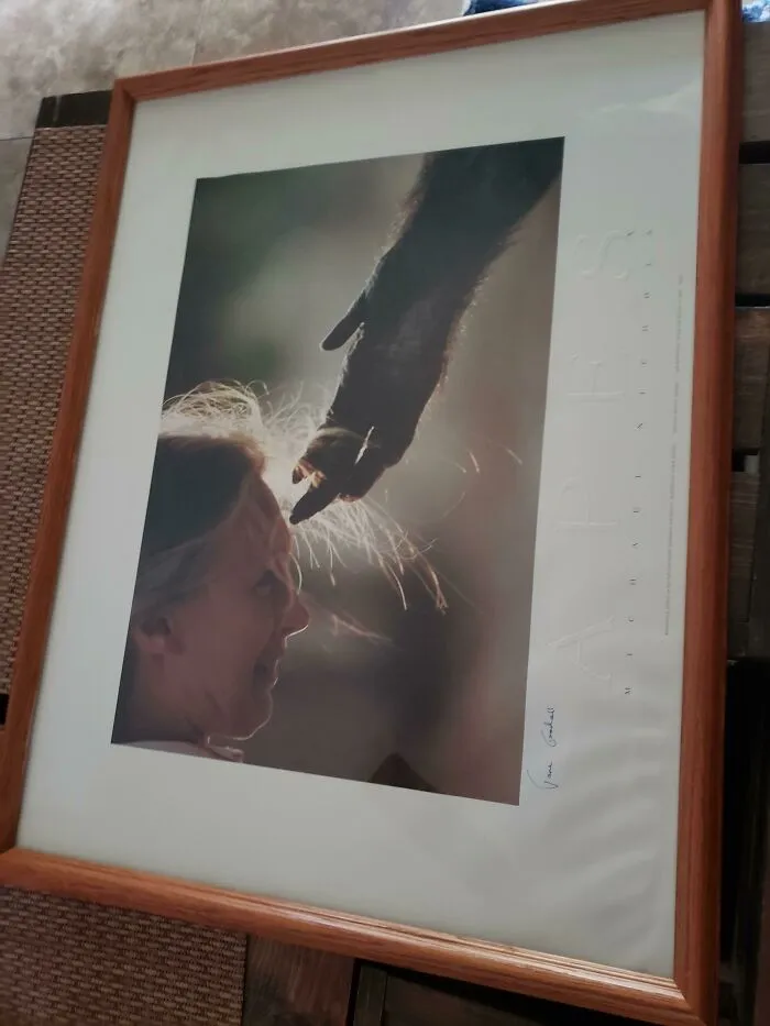 Autographed Jane Goodall Print For $3 At The Bins!