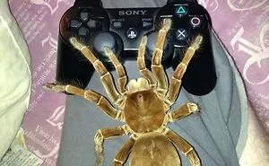 50 Cursed Photos that will Raise Many Whys and Hows