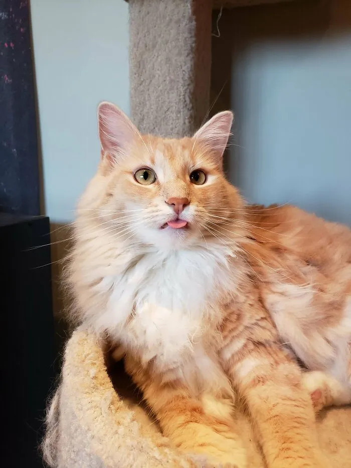Louie, mi guapo gato bosque de Noruega