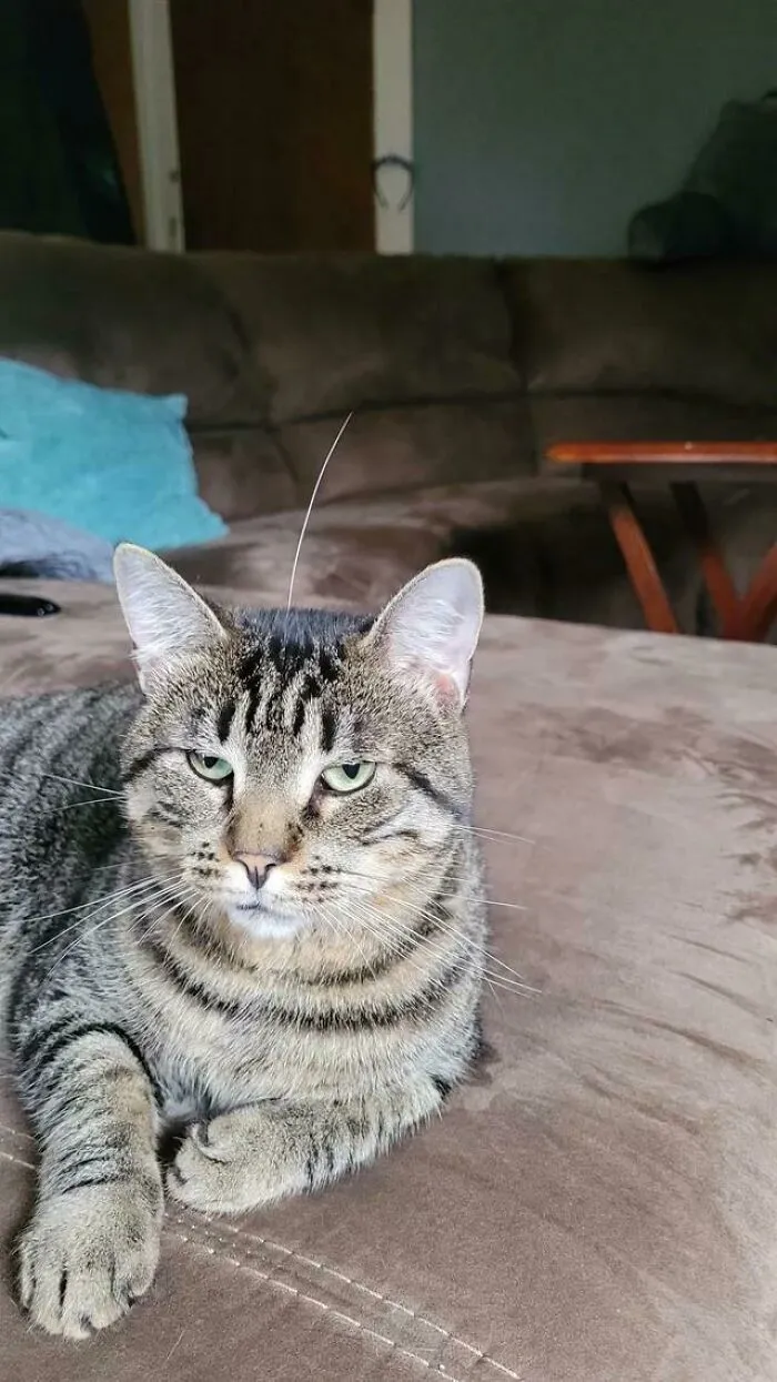 He Shed Off A Whisker So I Put It Back On Him