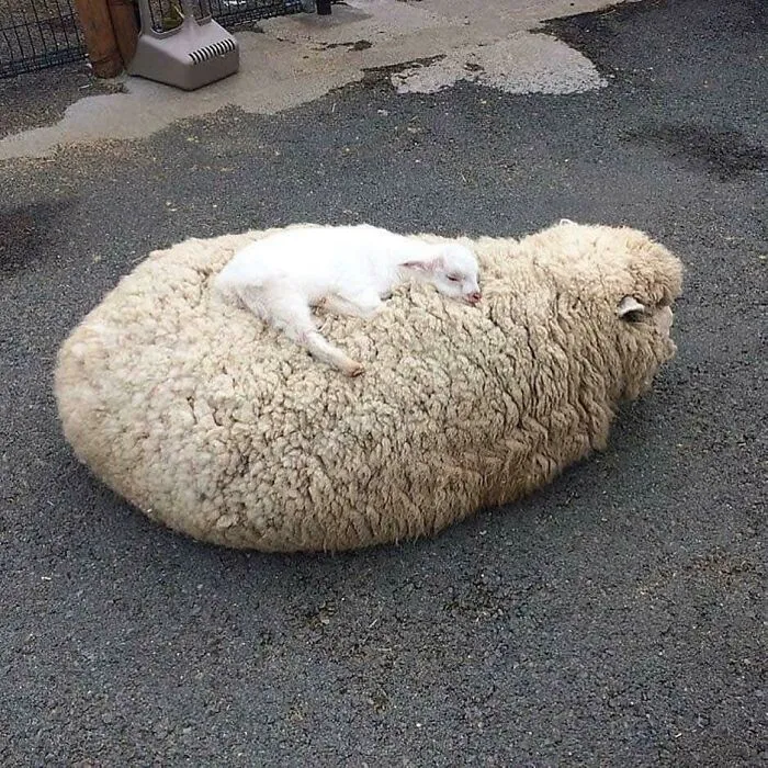 Awww, están durmiendo 