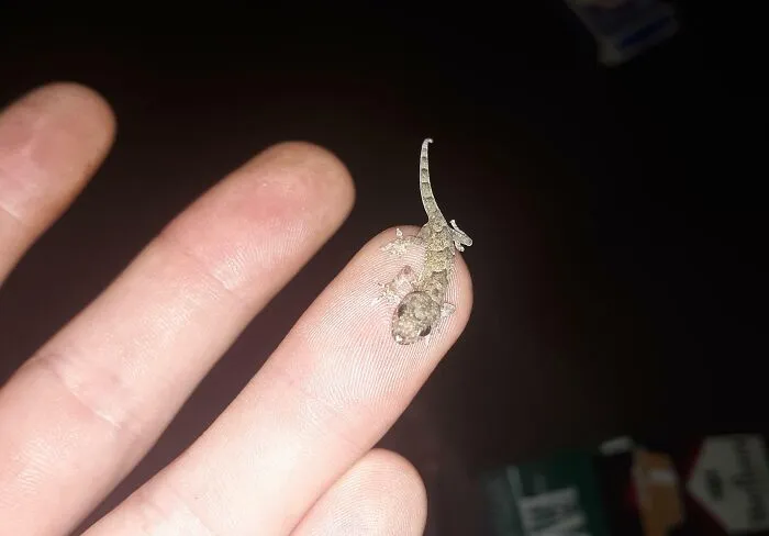 Me parece adorable