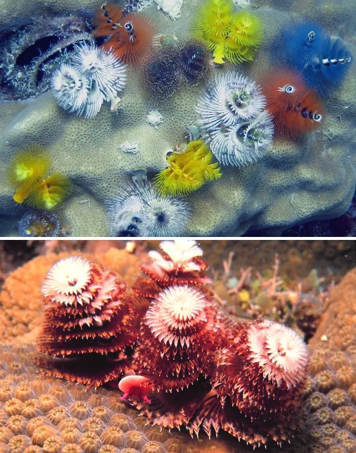 Christmas Tree Worm