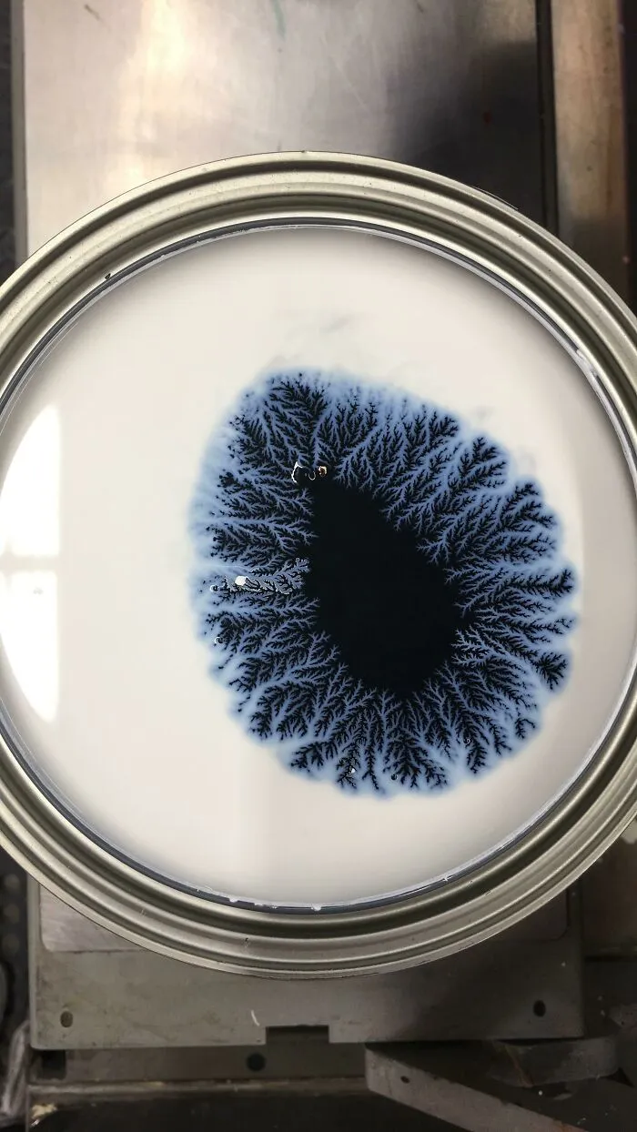 Bosque oscuro