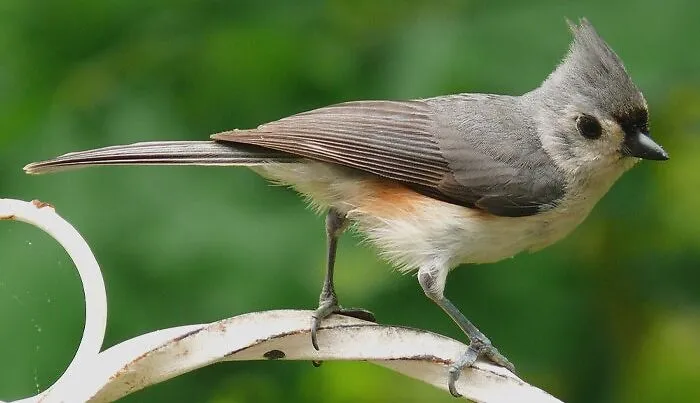 Tufted Titmouse