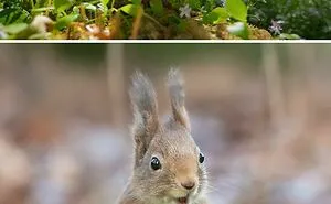 40 Pictures Of Squirrels Doing Cute Squirrel Stuff
