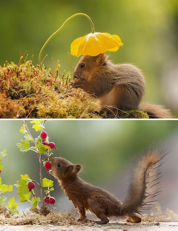I Followed Squirrels Daily With My Camera For 6 Years And Here Are 50 Of My Best Photos