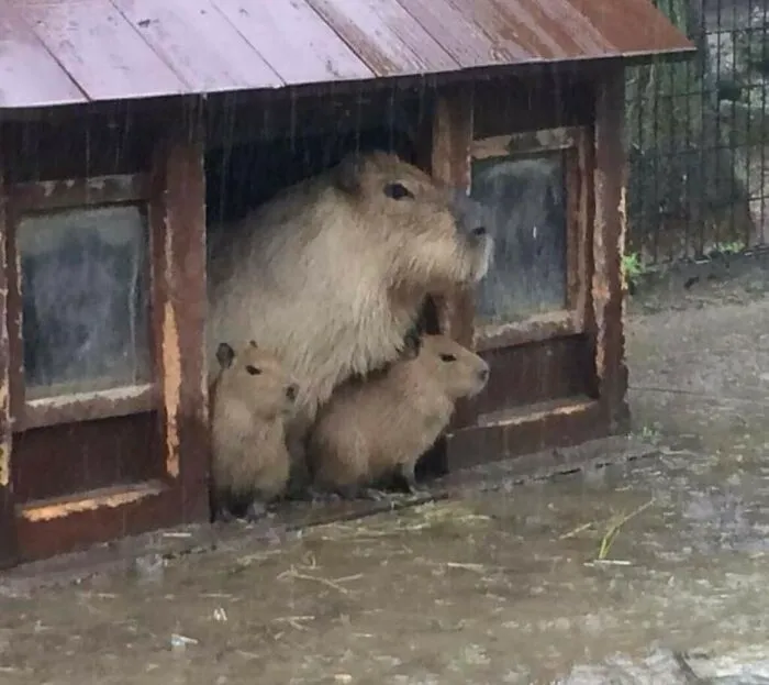 Una familia de carpinchos esperando que deje de llover