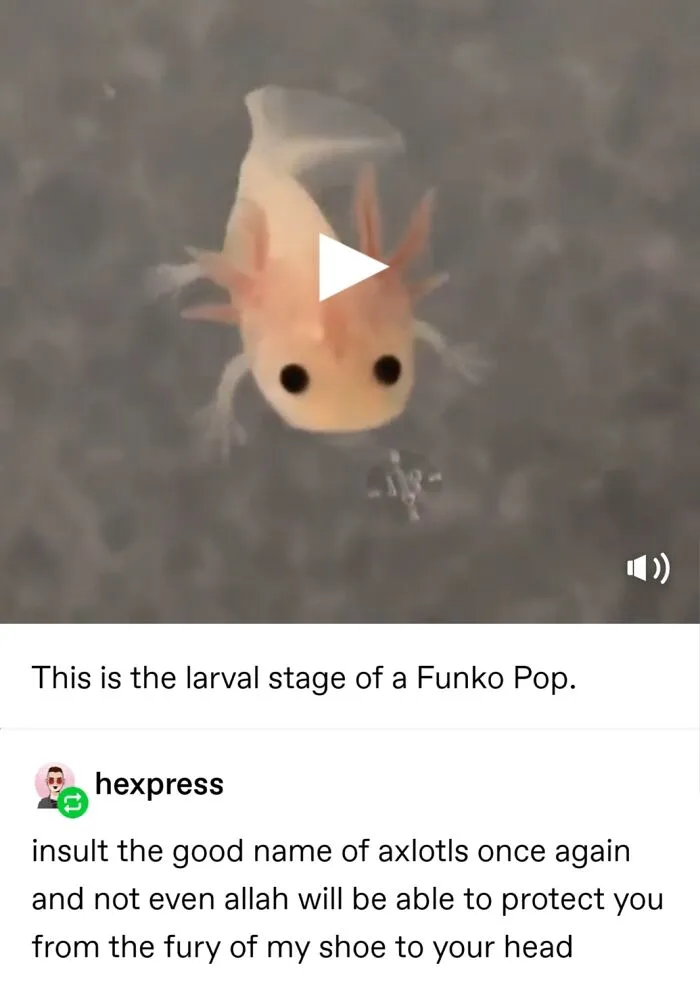 For The Sake Of Your Health, Please Do Not Insult Axolotls