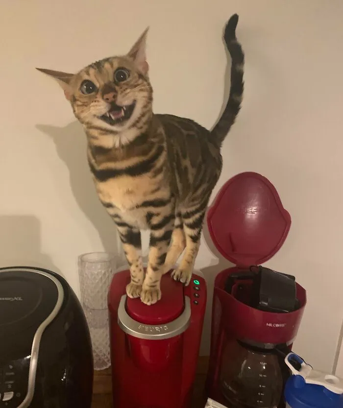 Scout Is Just So Thrilled With Herself!