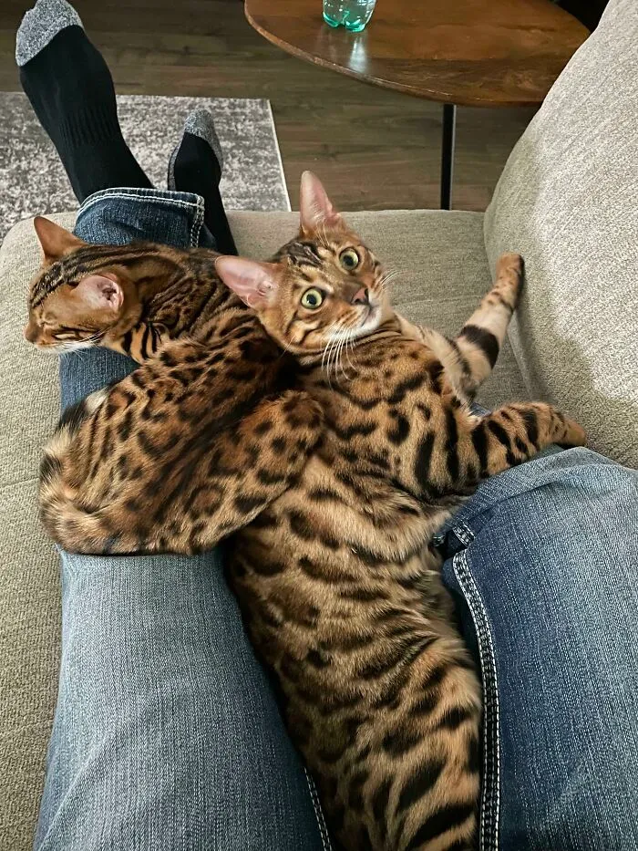 Leg Warmers