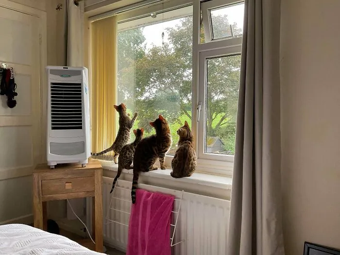 Bee Watching