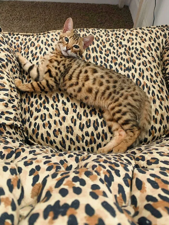 Camouflage