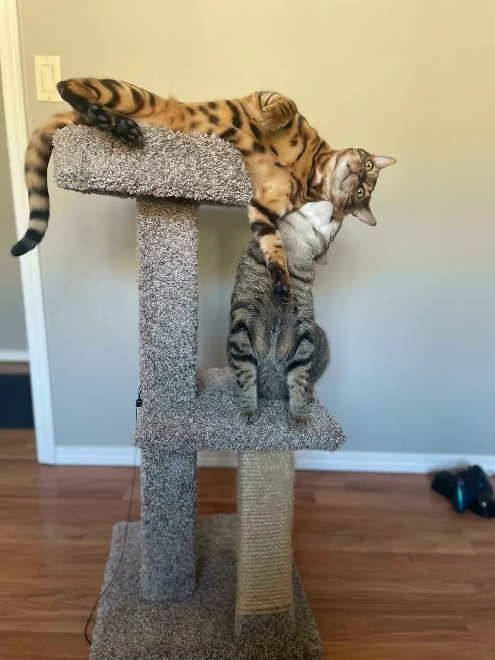 Sibling Love