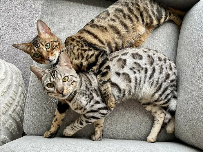 Harper & Piper