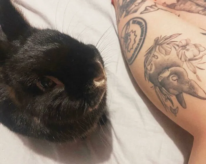 A black rabbit next to a tattoo of a rabbit on a person's arm, symbolizing the pet-human bond.