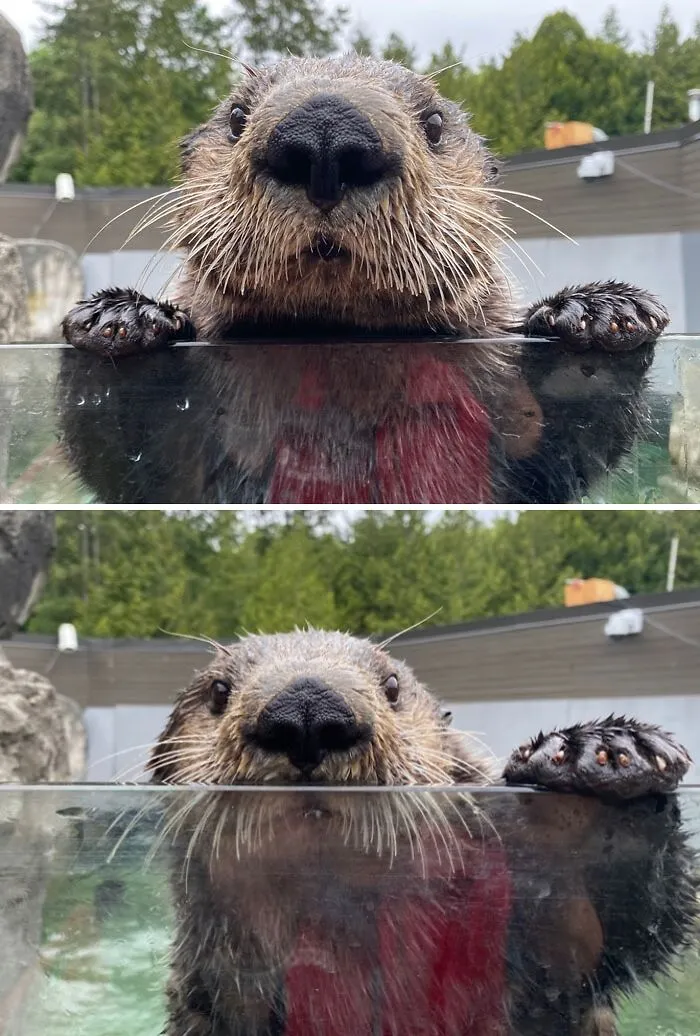 Adorable otter peeking over glass with wet fur and paws, showcasing its cute features.
