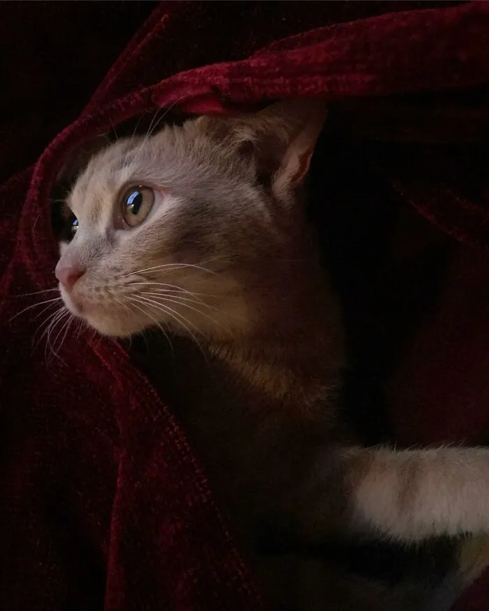 Reddit, Meet Amber! My Renaissance Queen!