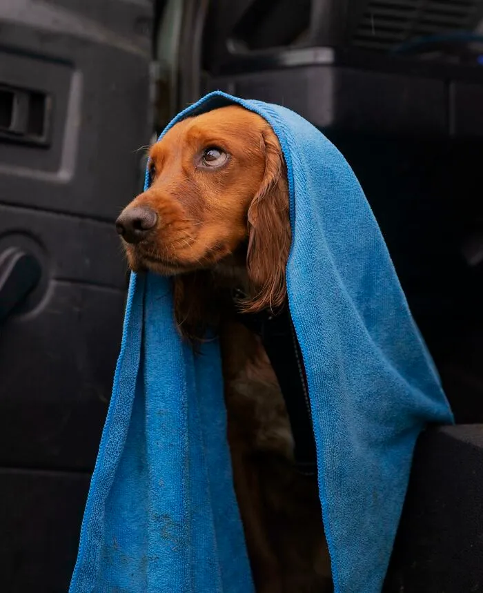 Henry Drying Off From His Walk
