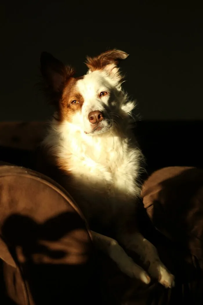 Casual Renaissance Portrait Of My Dog On The Couch