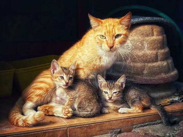 Family Of Strays Moved In With Us